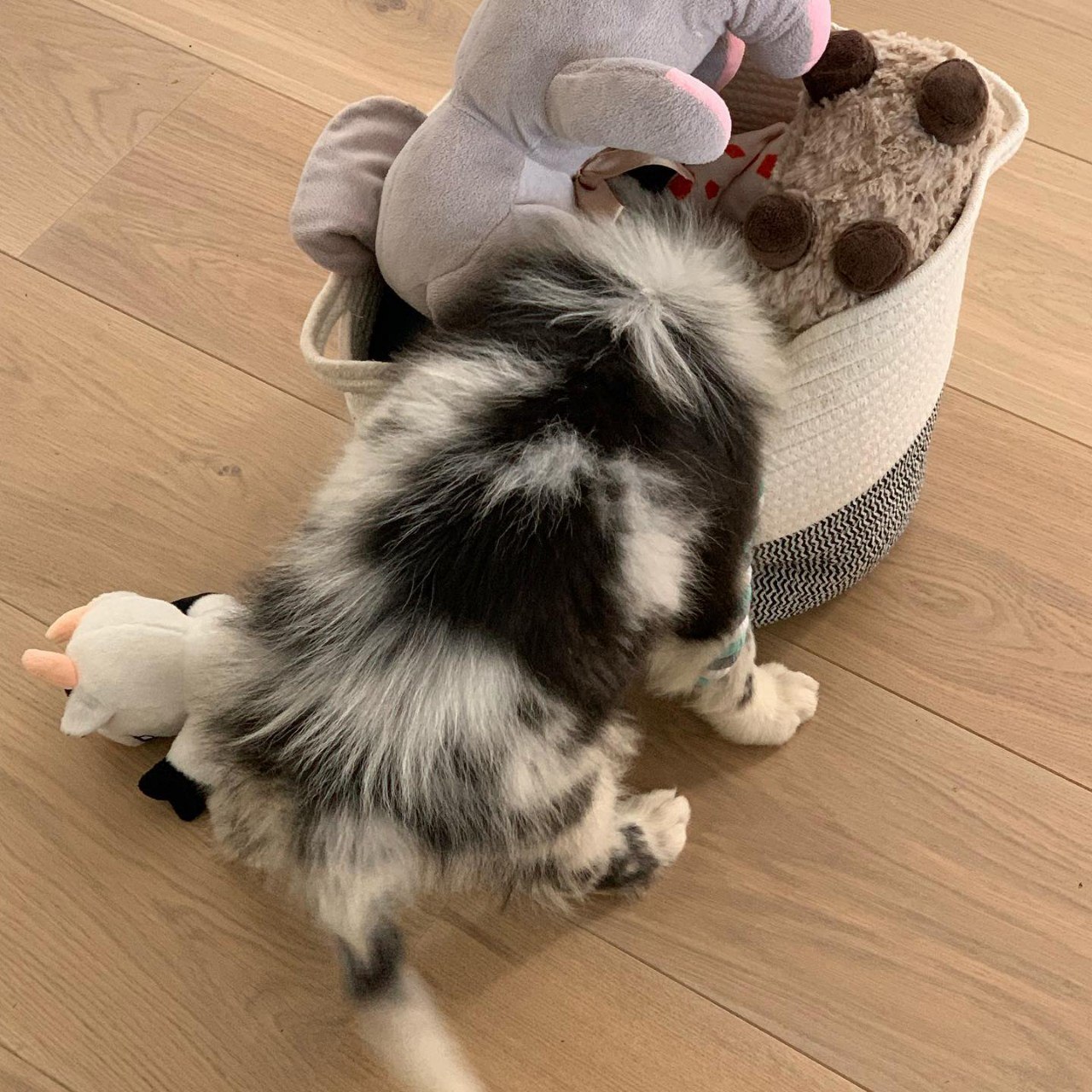 Jake - Australian Shepherd Puppy
